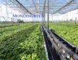 Biofin acquisisce Mondo Green