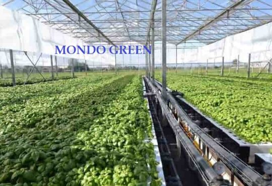 Biofin acquisisce Mondo Green