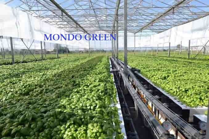 Biofin acquisisce Mondo Green