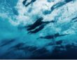 Arena Planet Water Days